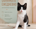 Кошки в Звенигороде: Котенок Маргоша Девочка, Бесплатно - фото 1