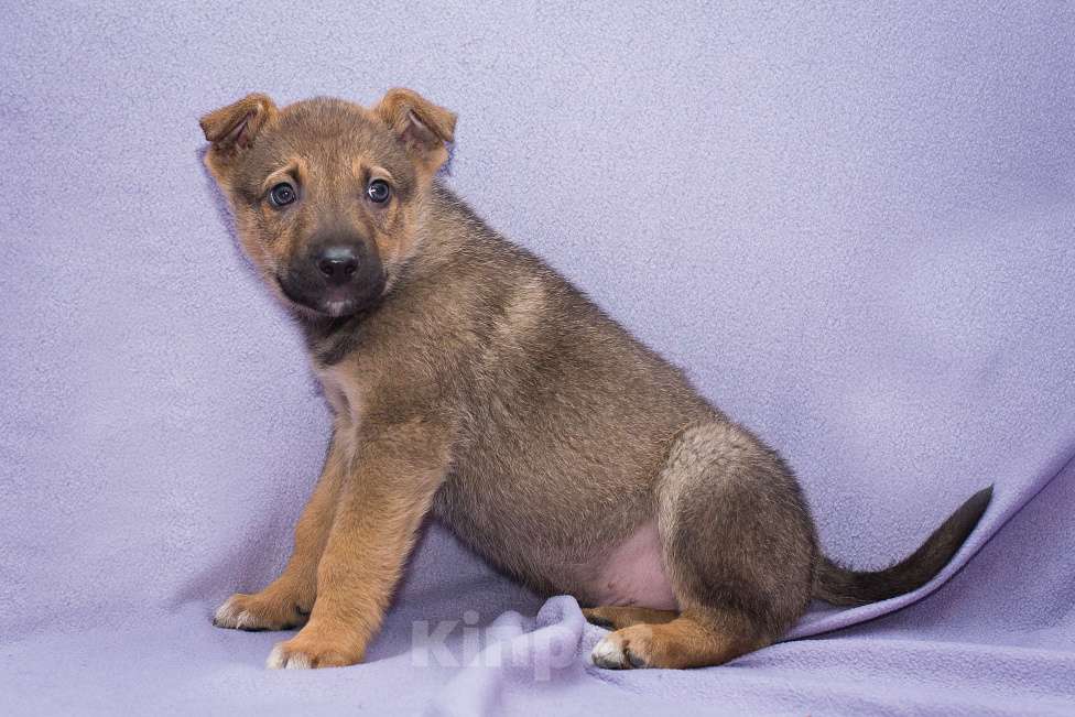 Собаки в Москве: Щенок - крошка на ладошках Мальчик, Бесплатно - фото 3