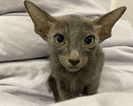 Кошки в Краснодаре: Ориентальный котенок Девочка, Бесплатно - фото 3