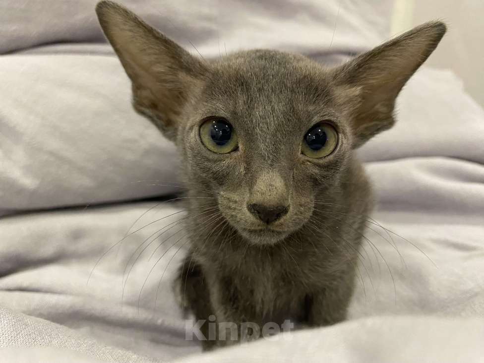 Кошки в Краснодаре: Ориентальный котенок Девочка, Бесплатно - фото 3