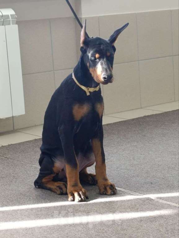 Собаки в Екатеринбурге: Щенки добермана Мальчик, 80 000 руб. - фото 4