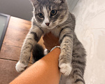 Кошки в Подольске: Отдам в добрые руки Девочка, Бесплатно - фото 3