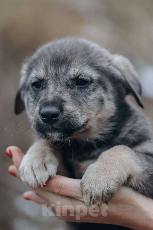 Собаки в Москве: Сэмуэль (Сэм) Мальчик, Бесплатно - фото 4