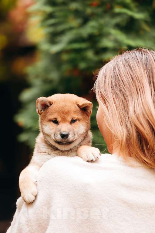 Собаки в Москве: Щенки Сибу-ину с характером солнца Мальчик, 70 000 руб. - фото 3