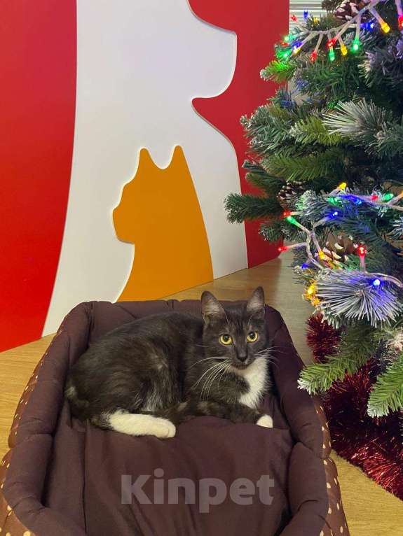 Кошки в Москве: Ласковая и спокойная кошечка Ласка в добрые руки Девочка, 1 руб. - фото 1