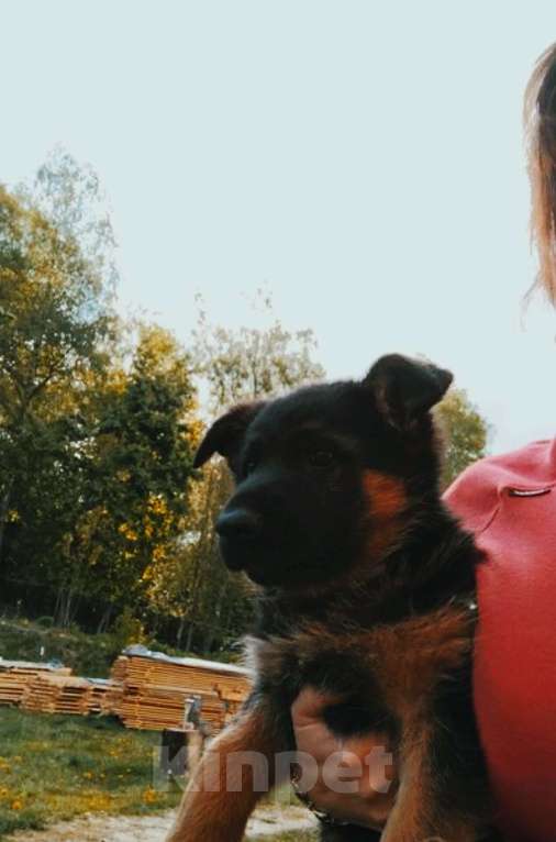 Собаки в Москве: Мальчик немецкой овчарки Мальчик, 8 000 руб. - фото 2