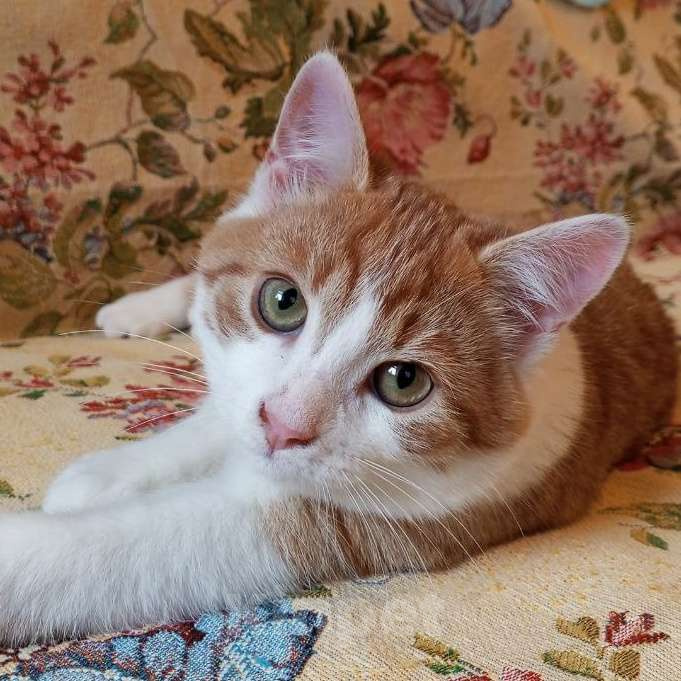 Кошки в Санкт-Петербурге: Ласковый  котëнок Степашка в добрые руки Мальчик, Бесплатно - фото 1