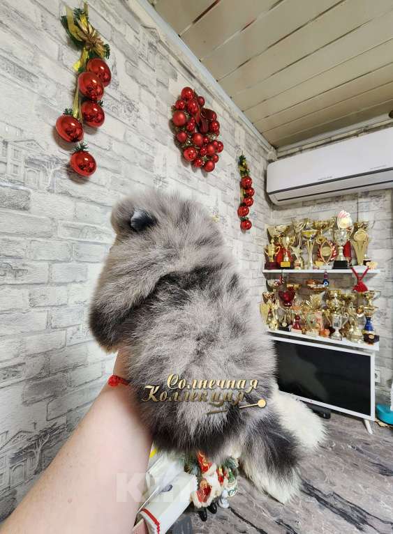 Собаки в Москве: Супер меховой мальчик померанского шпица редкого окраса Мальчик, Бесплатно - фото 2