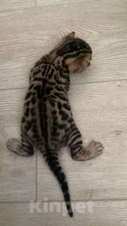 Кошки в Евпатории: Бенгальские котята ben 24 Мальчик, 25 000 руб. - фото 1