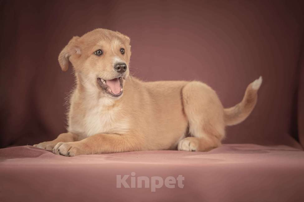 Собаки в Клине: Вьенто — задорный исследователь, который готов составить вам компанию где и когда угодно Мальчик, Бесплатно - фото 7