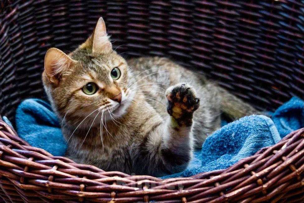 Кошки в Москве: Полосатая кошечка Карамелька в добрые руки Девочка, Бесплатно - фото 8