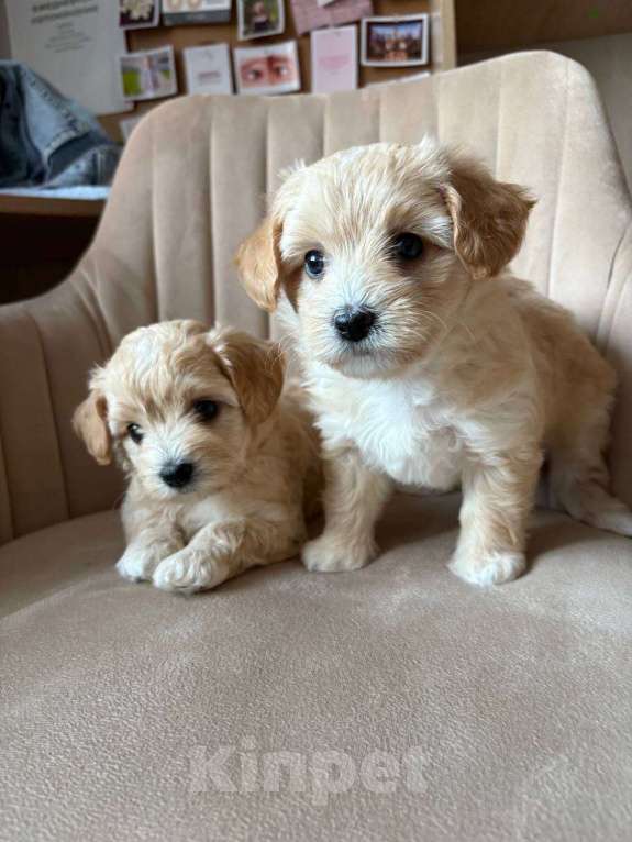 Собаки в Москве: Очаровательная девочка мальтипу f1 Девочка, 60 000 руб. - фото 4