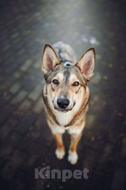 Собаки в Москве: Милая Корица ищет дом Девочка, Бесплатно - фото 1