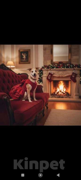 Собаки в других городах Московской области: Сэнди в поисках своей семьи Девочка, Бесплатно - фото 1