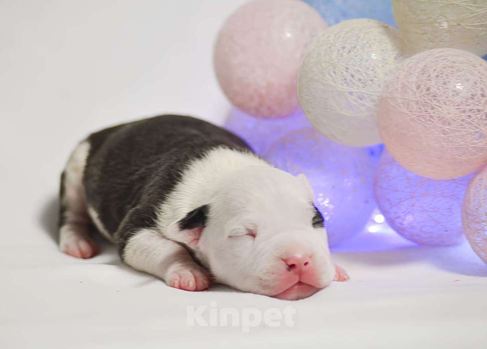 Собаки в Москве: Крепкий парень амстафф Мальчик, 60 000 руб. - фото 2