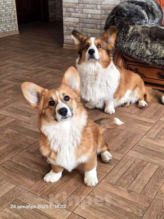 Собаки в Люберцах: Рыжий корги Девочка, Бесплатно - фото 3