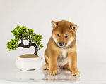 Собаки в Барнауле: Малыш Сиба Ину (Shiba Inu) Мальчик, 100 000 руб. - фото 2