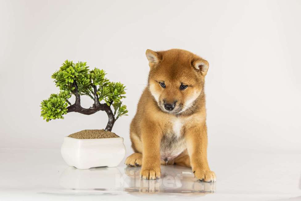 Собаки в Барнауле: Малыш Сиба Ину (Shiba Inu) Мальчик, 100 000 руб. - фото 2