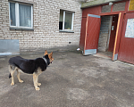 Собаки в Ивантеевке: Пес ищет хозяина Мальчик, Бесплатно - фото 3