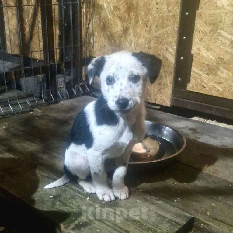 Собаки в Москве: Щенок в добрый руки Мальчик, Бесплатно - фото 3