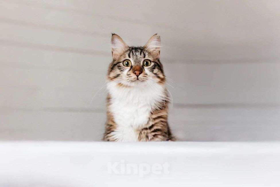 Кошки в Москве: Кот Кемер ищет дом Мальчик, Бесплатно - фото 9