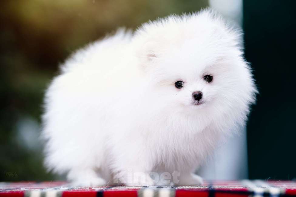 Собаки в Видном: Белый мальчик с кремовыми ушками Мальчик, 40 000 руб. - фото 3