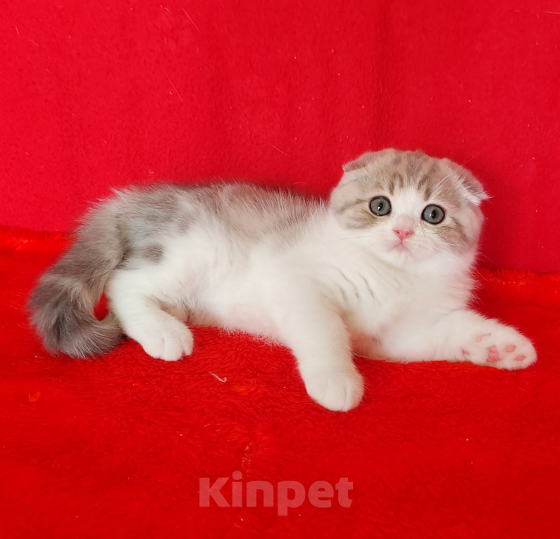 Кошки в Москве: Котик голубой мрамор на золоте с белым Мальчик, 20 000 руб. - фото 9