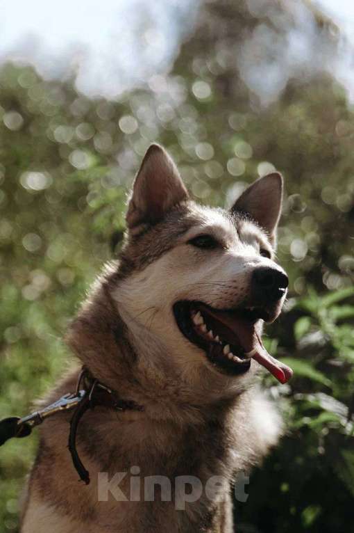 Собаки в Москве: Идеальная квартирная хаски Хасенька! Девочка, 1 руб. - фото 8