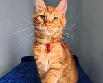 Кошки в Самаре: Котёнок породы Мейн-кун MCO female Lolanta, color d Девочка, 40 000 руб. - фото 3
