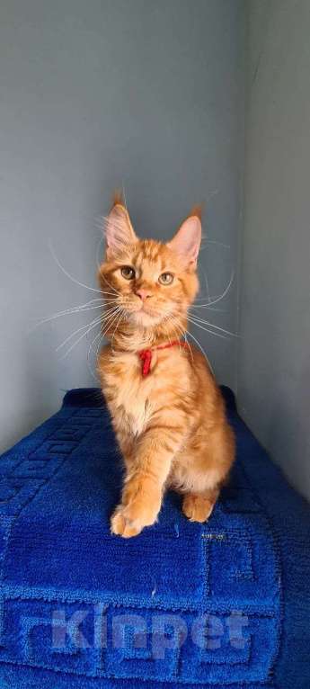 Кошки в Самаре: Котёнок породы Мейн-кун MCO female Lolanta, color d Девочка, 40 000 руб. - фото 3