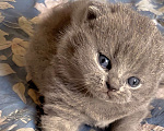 Кошки в Москве: Британский котенок к/ш  Мальчик, Бесплатно - фото 2
