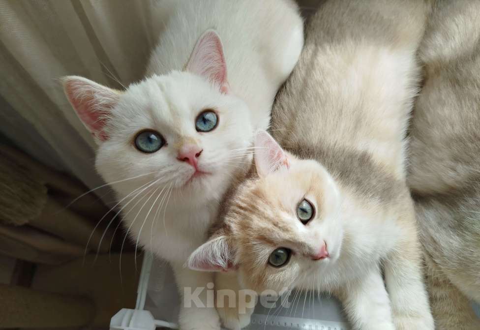 Кошки в Ставрополе: Британская золотая шиншилла (девочка) Девочка, 70 000 руб. - фото 5