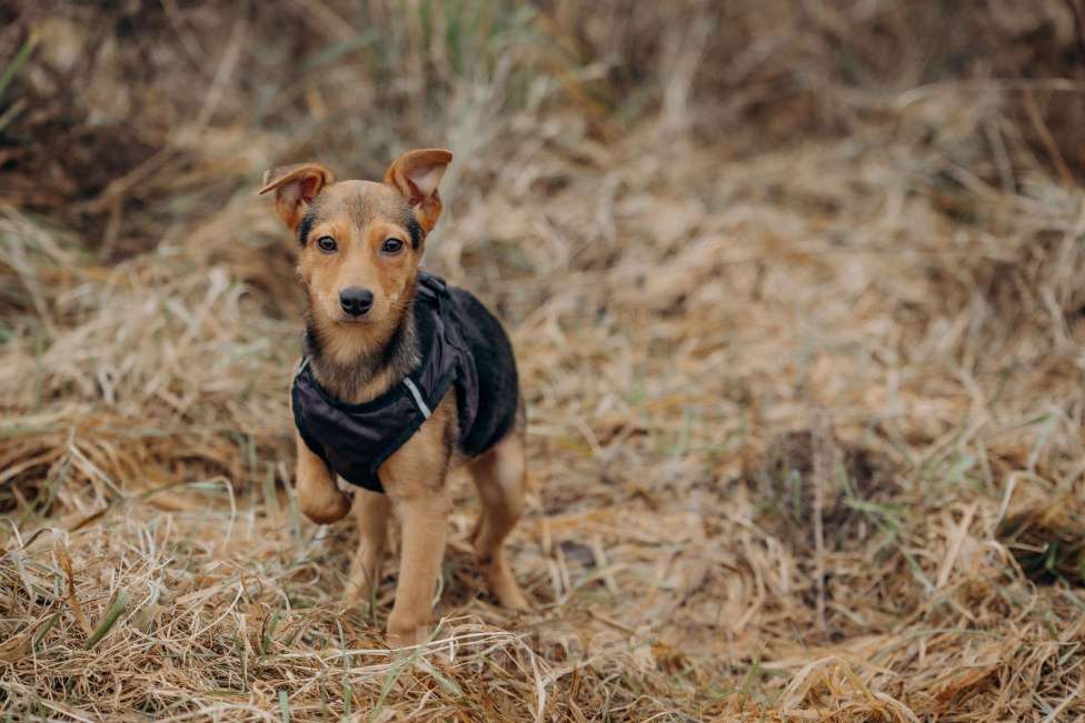 Собаки в Москве: Булка очень ищет семью! Девочка, Бесплатно - фото 5