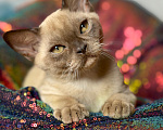 Кошки в Москве: Бурманские котята Мальчик, Бесплатно - фото 5