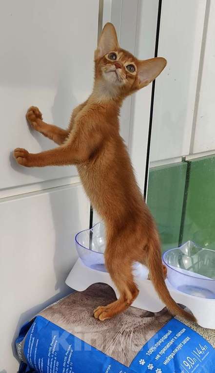 Кошки в Краснодаре: Абиссинские котята  Мальчик, 70 000 руб. - фото 4