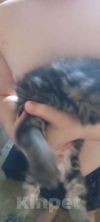 Кошки в Тобольске: Мей-кун Девочка, 5 000 руб. - фото 2