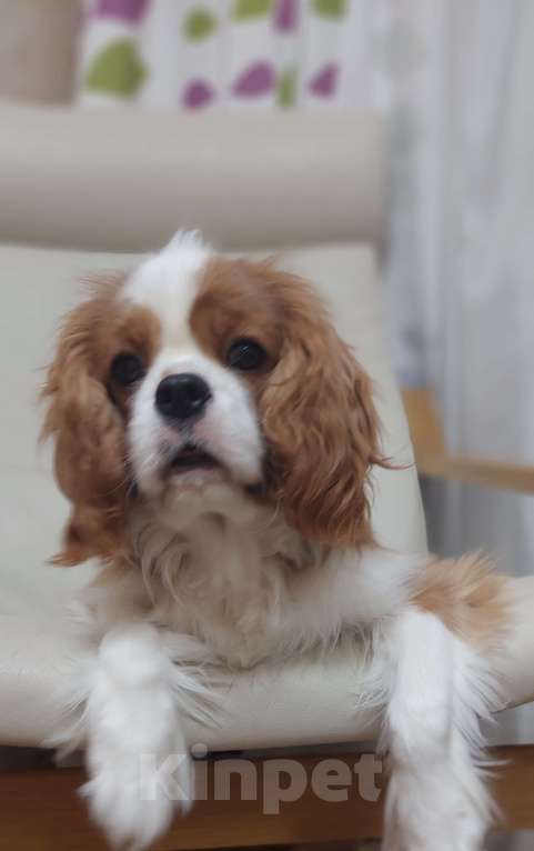 Собаки в Москве: Кавалер кинг чарльз спаниель Коржик Мальчик, 70 000 руб. - фото 2