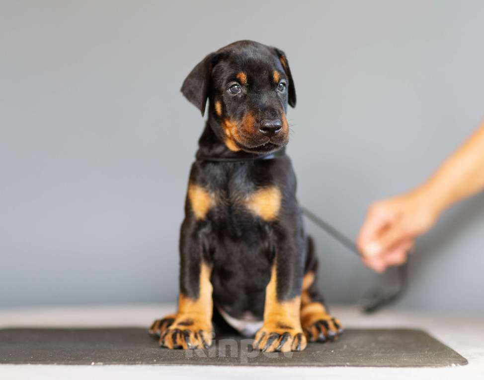 Собаки в Москве: Щенки добермана Мальчик, 110 000 руб. - фото 6