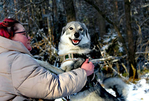 мини лайка или хаски ищет дом