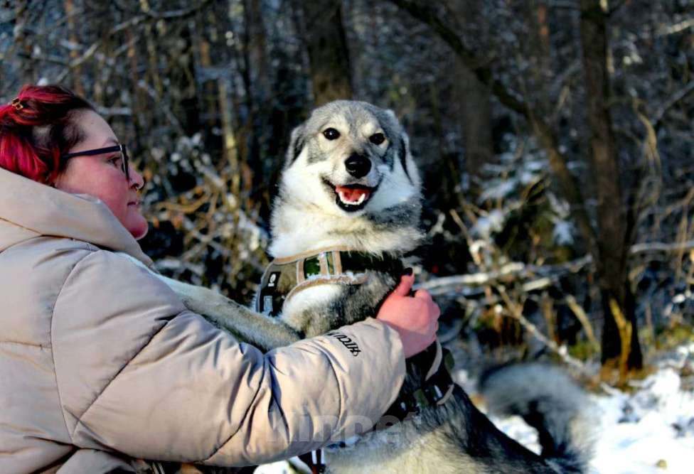 Собаки в Балашихе: мини лайка или хаски ищет дом Мальчик, Бесплатно - фото 1