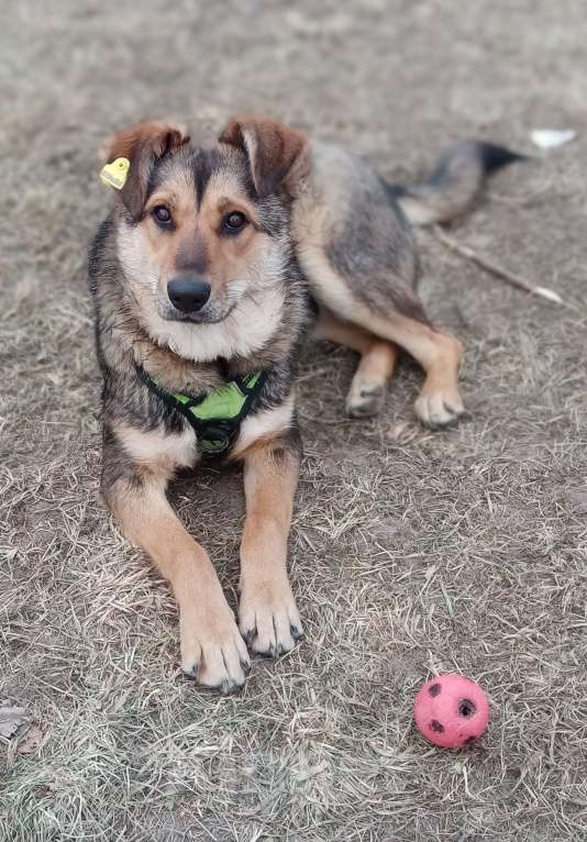 Собаки в Серпухове: Джерри.  Молодая собака для вольера. Девочка, Бесплатно - фото 4