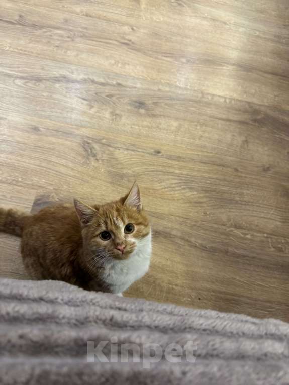 Кошки в Энгельс-19: Пропал котенок 6 месяцев, кличка Жора.  Мальчик, Бесплатно - фото 2