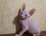 Кошки в Нальчике: Котёнок, 6 500 руб. - фото 1