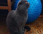 Кошки в Хабаровске: Вязка, 1 600 руб. - фото 3
