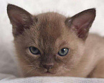 Кошки в Ливны: котята породы Европейская Бурма, 30 000 руб. - фото 4