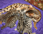 Кошки в Колпашево: Бенгальские котята, 15 000 руб. - фото 10