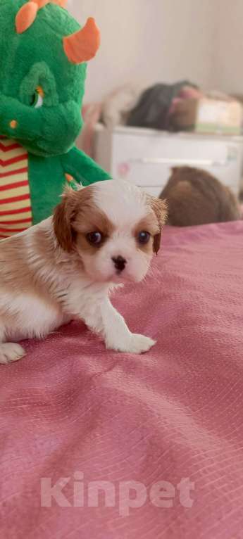 Собаки в Дмитрове: Мальчики кавалер Кинг Чарльз Спаниель Мальчик, 55 000 руб. - фото 10