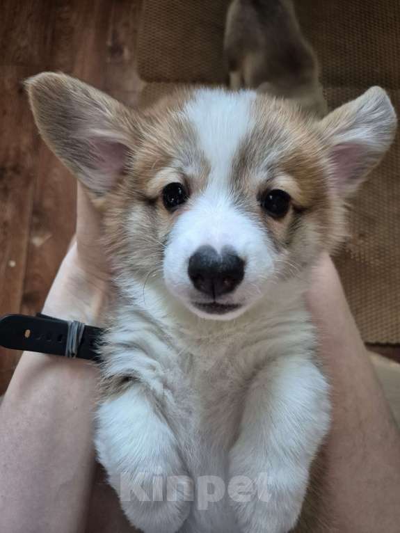 Собаки в других городах Новосибирской области: Щенок корги, мальчик Мальчик, 65 000 руб. - фото 2