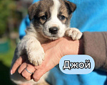 Собаки в Москве: Необыкновенной красоты щенки ищут свой дом Мальчик, 1 руб. - фото 5