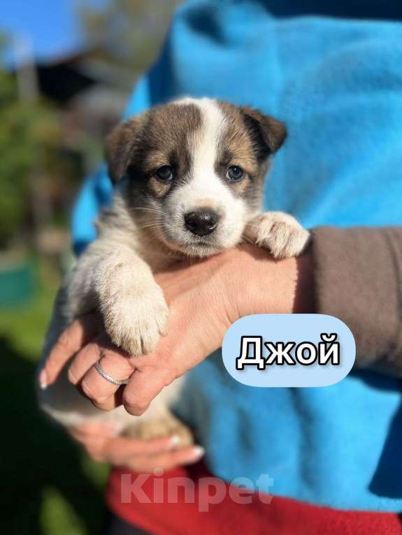 Собаки в Москве: Необыкновенной красоты щенки ищут свой дом Мальчик, 1 руб. - фото 5